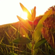 Image for article titled Shooting Challenge Sunset Gallery 3